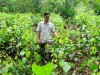 UN-REDD Bắc Kạn hỗ trợ mô hình trồng rau bồ khai tại xã Mỹ Phương đã đem lại hiệu quả