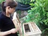 Ban quản lý Chương trình hỗ trợ rừng và trang trại (FFF) tỉnh Bắc Kạn xây dựng mô hình nuôi ong dưới tán rừng